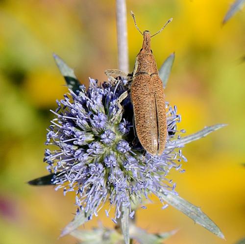 Lixus sp.